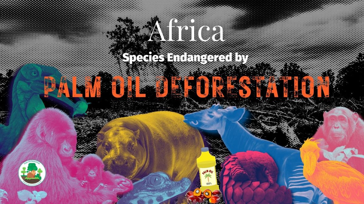 Africa: Species Endangered by Palm Oil Deforestation