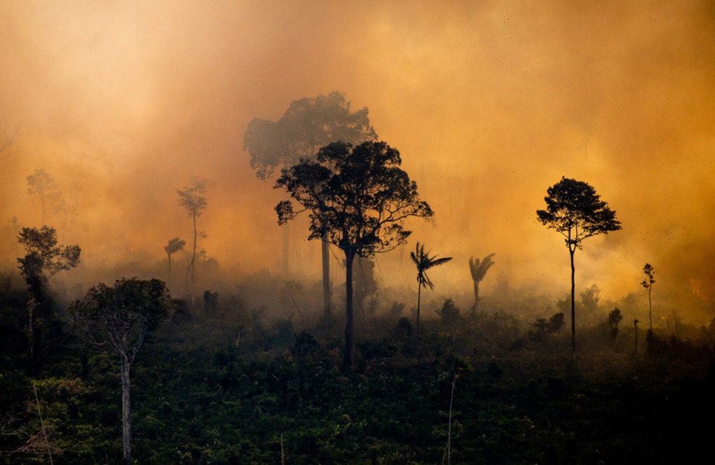 Palm Oil Problem #2 Palm Oil is destroying rainforests