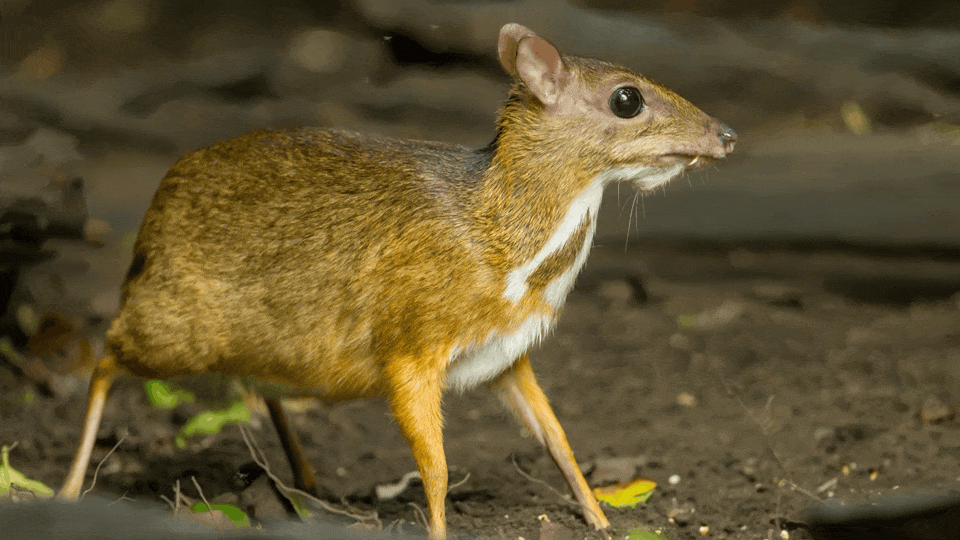 Balabac Mouse Deer Tragulus nigricans
