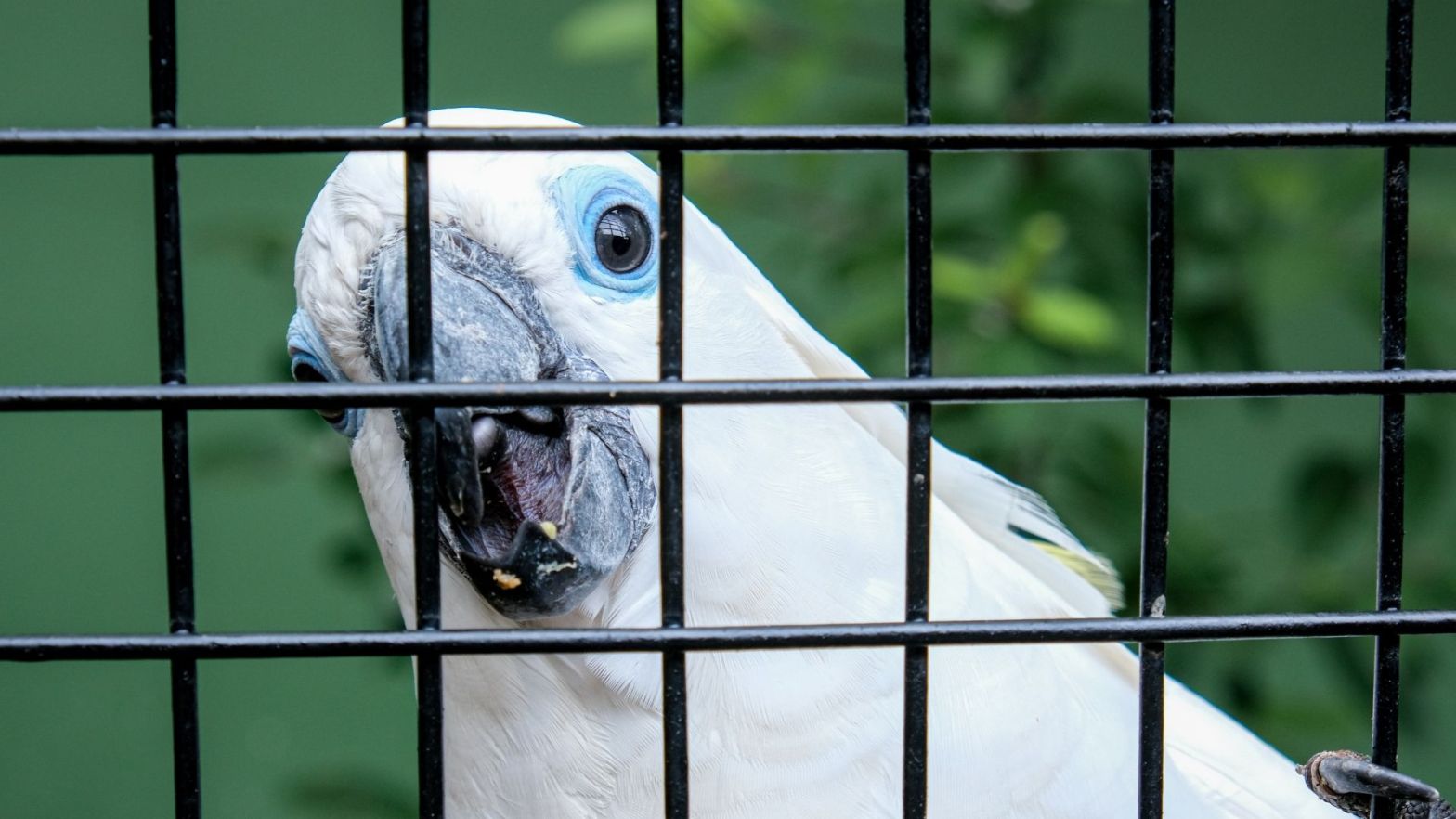 Blue Eyed Cockatoo Cacatua Ophthalmica - Papua New Guinea