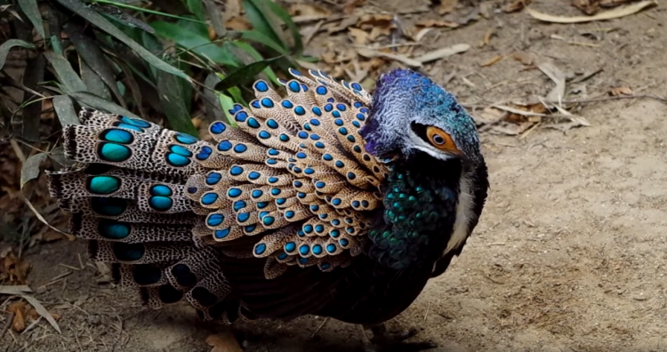Bornean Peacock-pheasant Polyplectron schleiermacheri