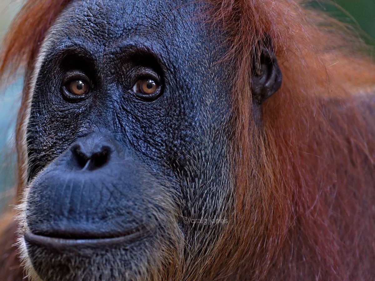 Sumatran Orangutan Pongo abelii