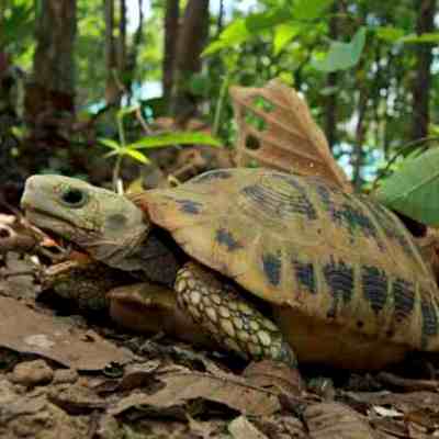 Elongated Tortoise Indotestudo elongata