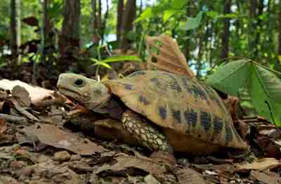 Elongated Tortoise Indotestudo elongata – Palm Oil Detectives