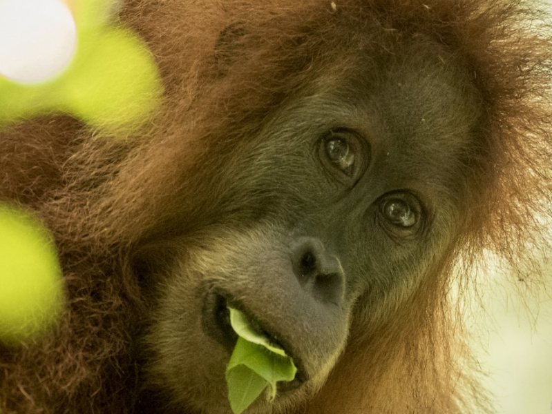 Tapanuli Orangutan Pongo tapanuliensis
