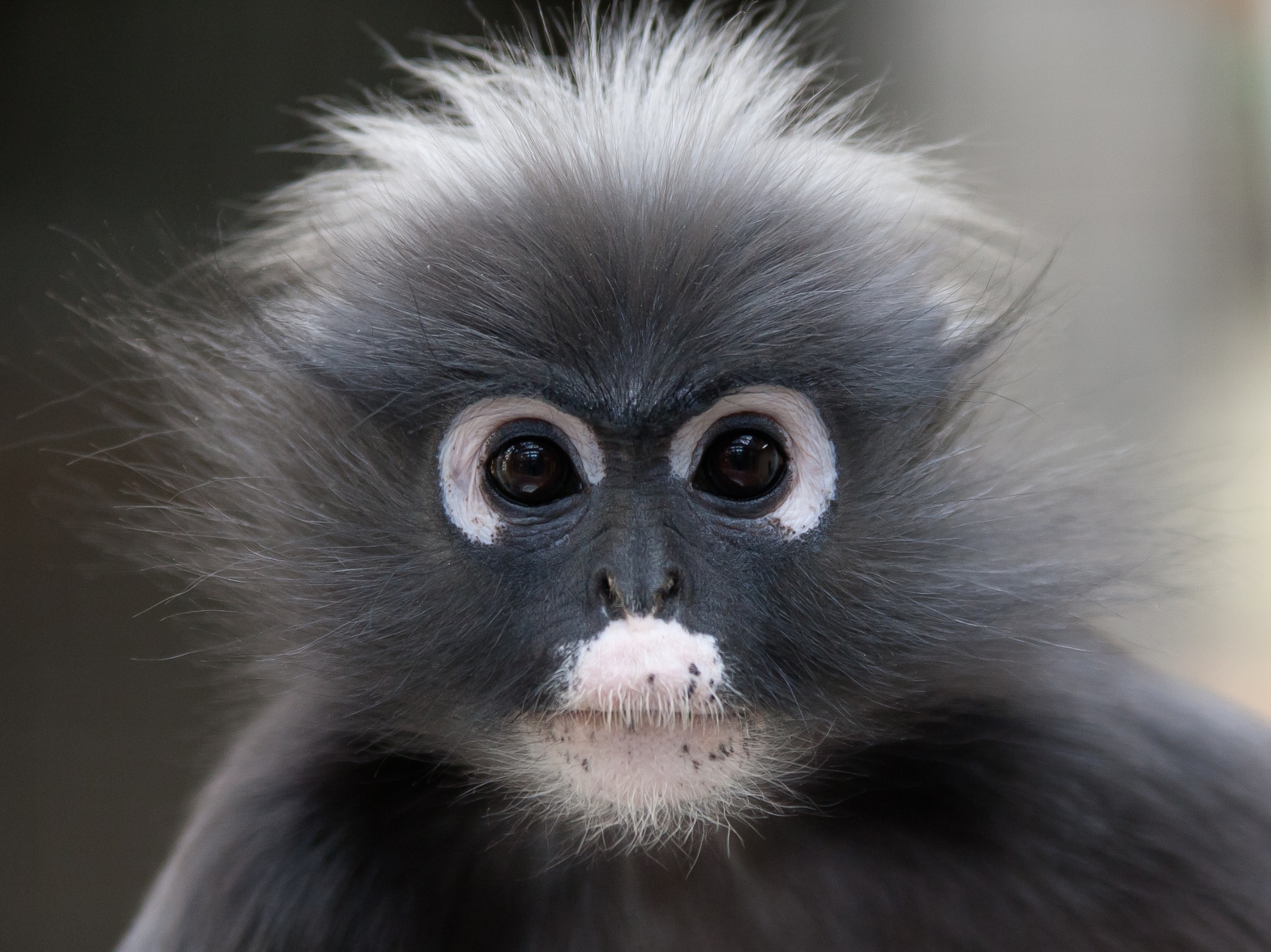 Dusky langurs—also known as spectacled langurs, dusky leaf monkeys, and spectacled leaf monkeys