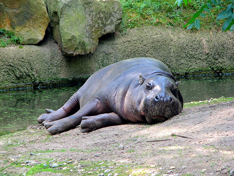 Pygmy Hippopotamus Choeropsis liberiensis