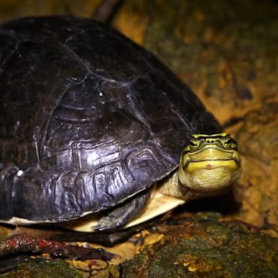 Southeast Asian Box Turtle Cuora amboinensis