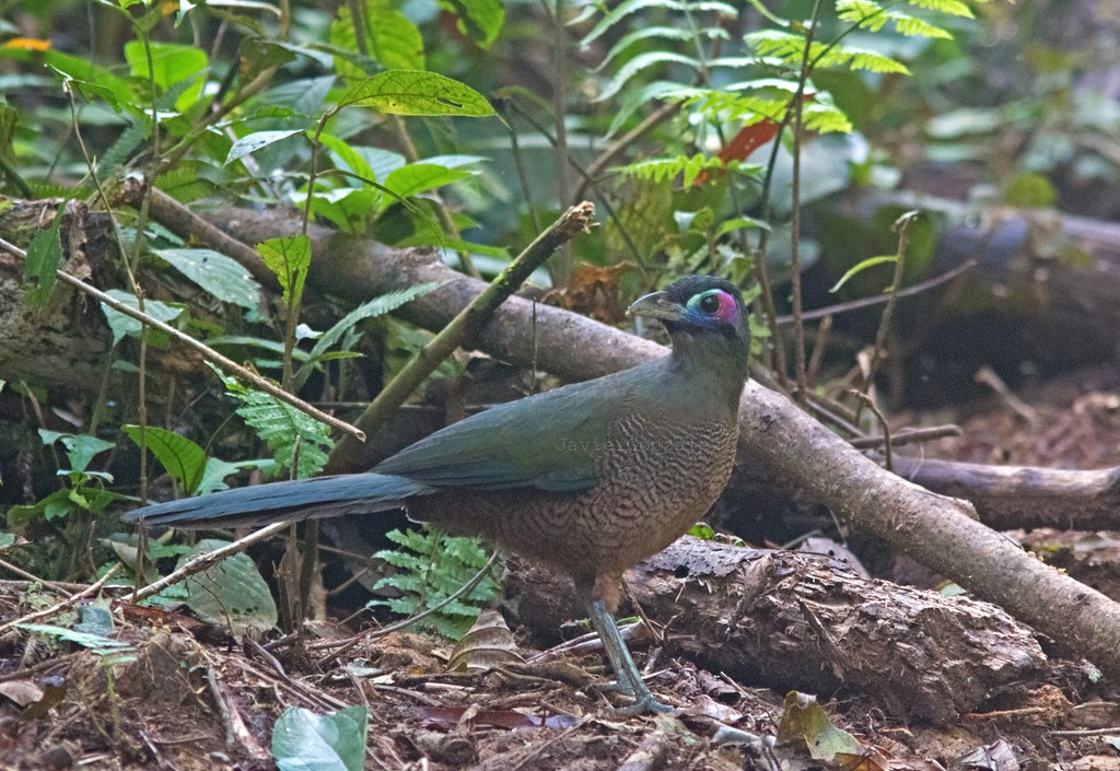Sumatran Ground-cuckoo Carpococcyx viridis