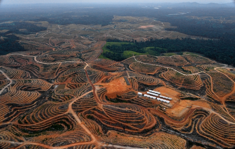 borneo-deforestation-palm-oil-2