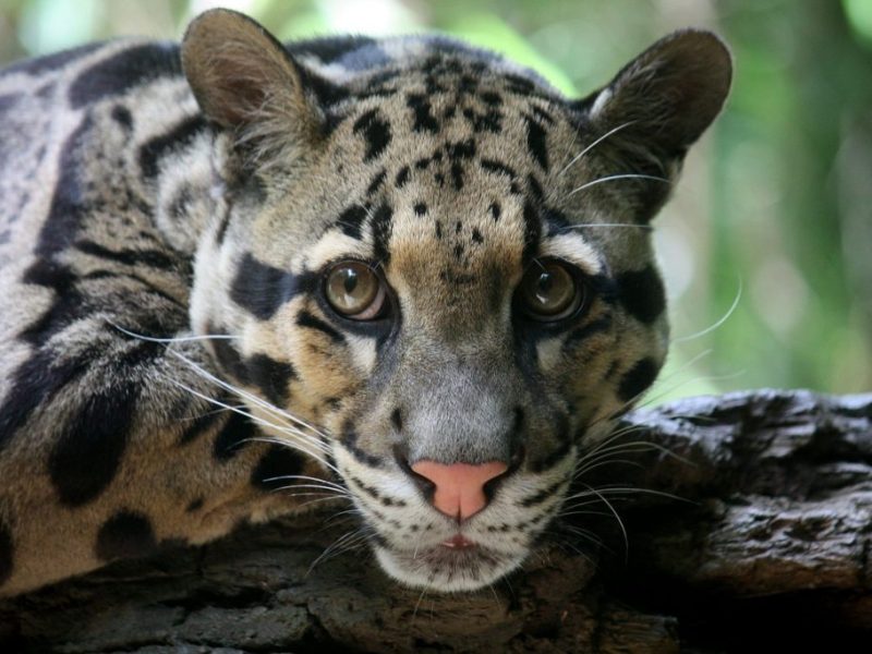 The Stealth and Beauty of the Clouded Leopard