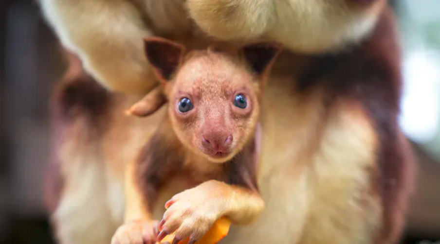 Meet Chimbu, the blue-eyed, bear-eared tree kangaroo – Palm Oil Detectives