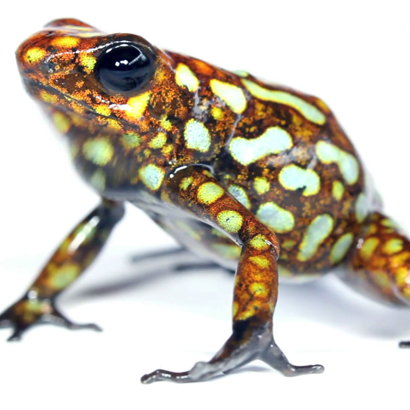 Harlequin Poison Frog Oophaga histrionica
