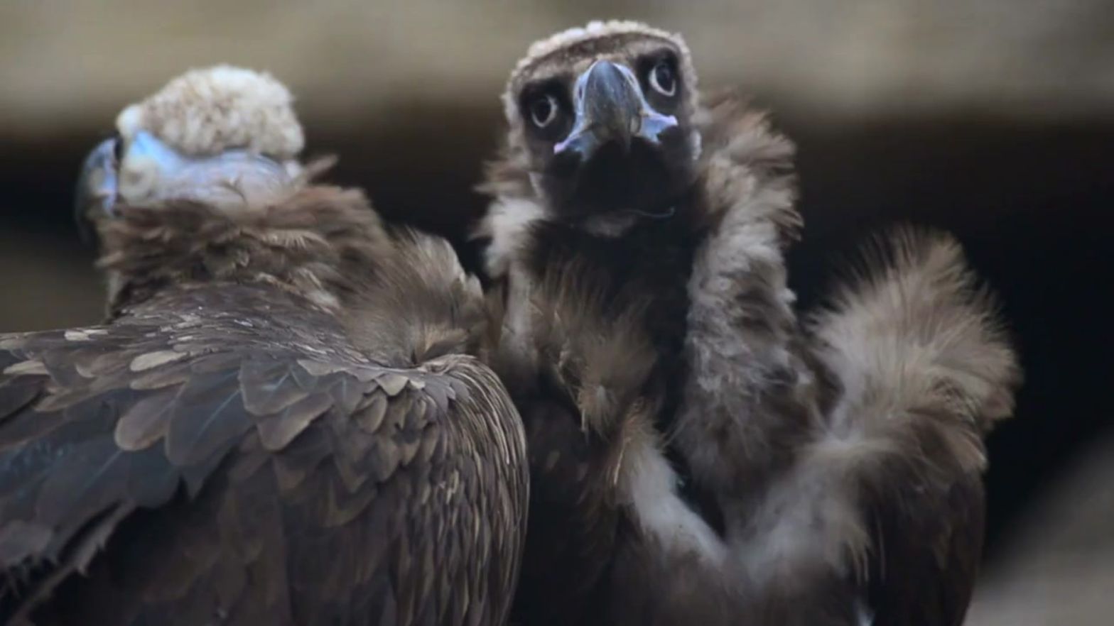 Rüppell’s Vulture Gyps rueppelli - Africa