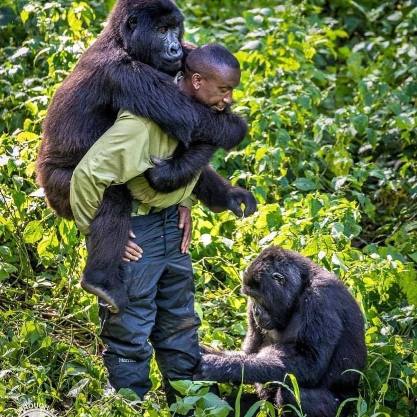 Gorillas hugging and playing with keeper/carer in Virunga National Park