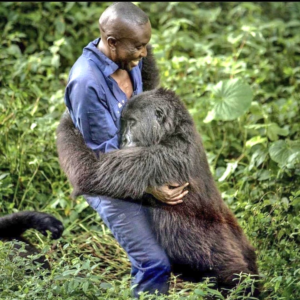 Gorilla hugging keeper/carer in Virunga National Park