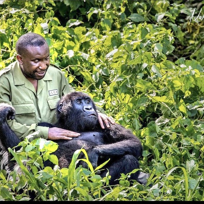 Gorillas with keeper/carer in Virunga National Park