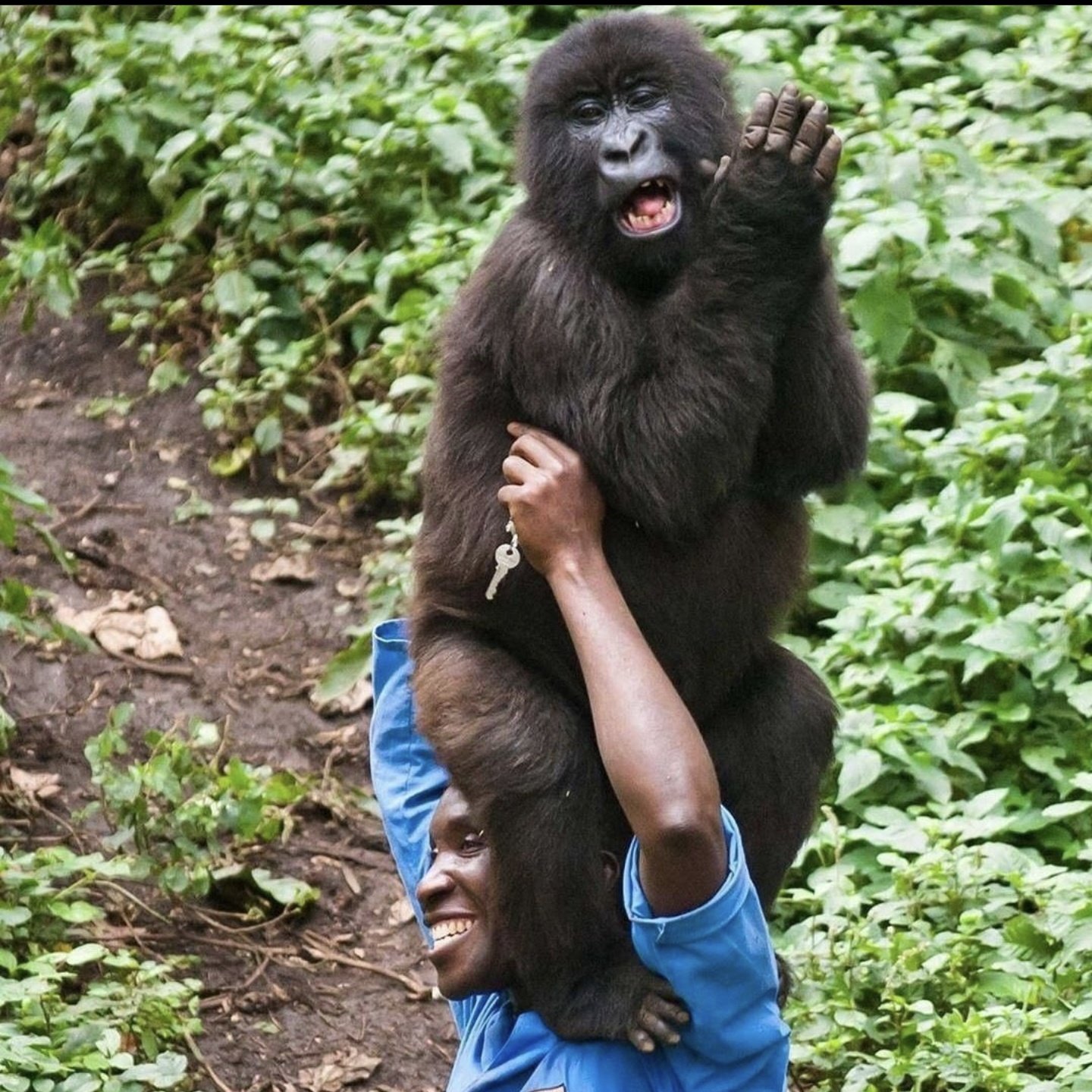 Gorillas with keeper/carer in Virunga National Park