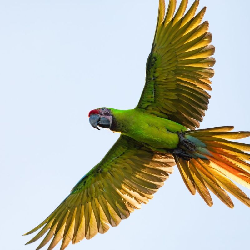 Great Green Macaw Ara ambiguus