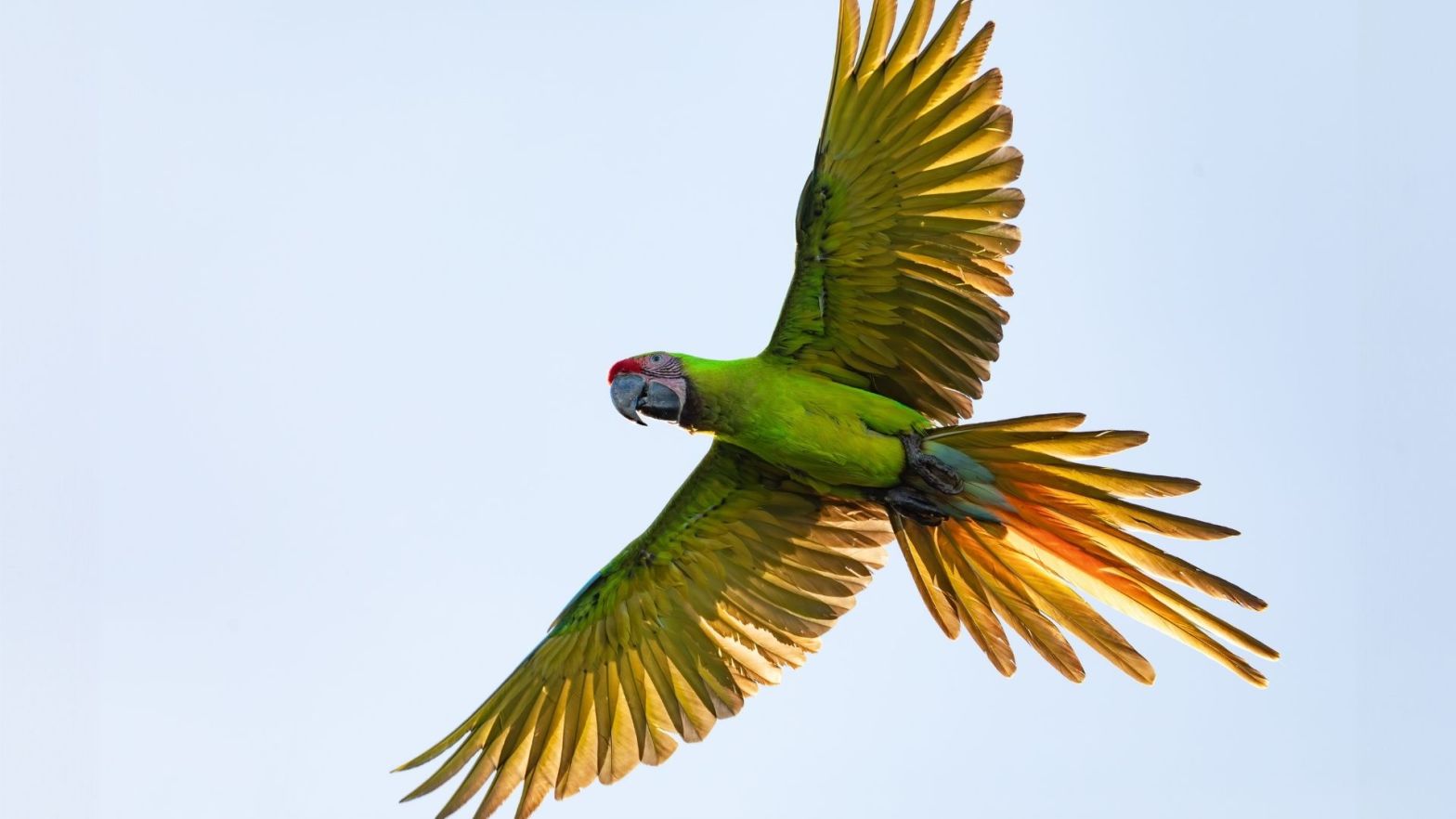 Great Green Macaw - South America