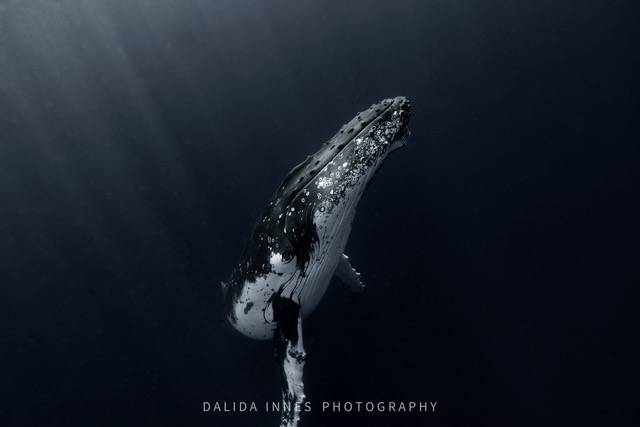 Whale by Dalida Innes Wildlife Photography