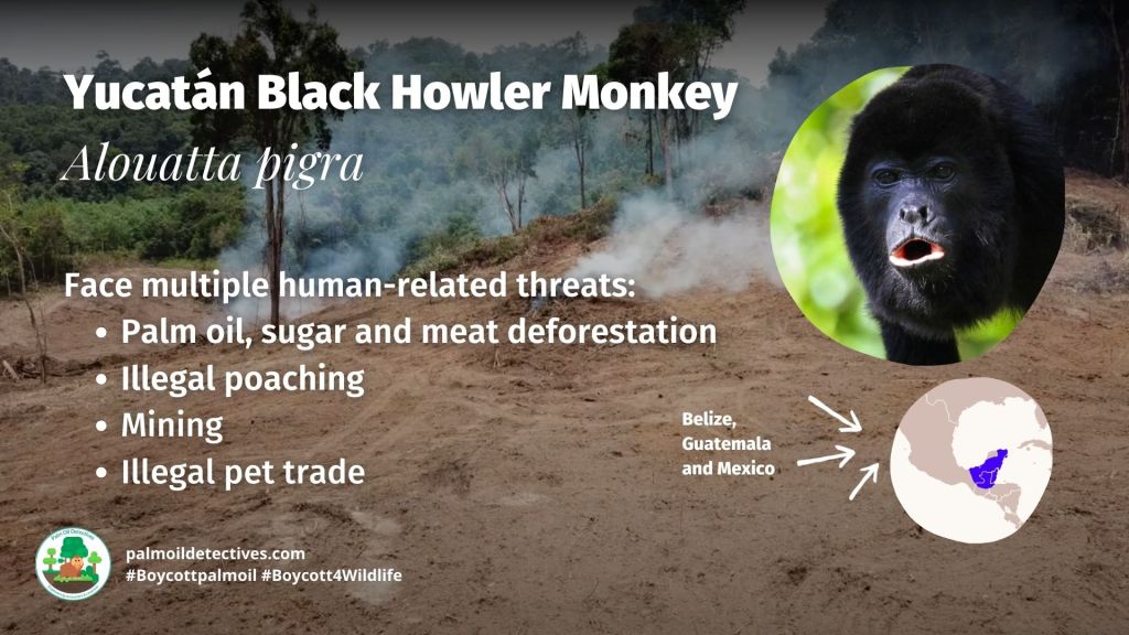 Yucatán Black Howler Monkey Alouatta pigra #Boycottpalmoil #Boycott4Wildlife