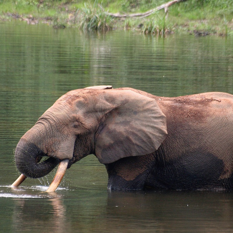 How forest elephants move depends on water, humans, and also their personality