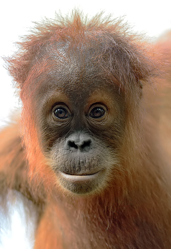 Orangutan baby named Craig, rescued from an RSPO certified palm oil plantation in Sumatra. By Craig Jones Wildlife Photography