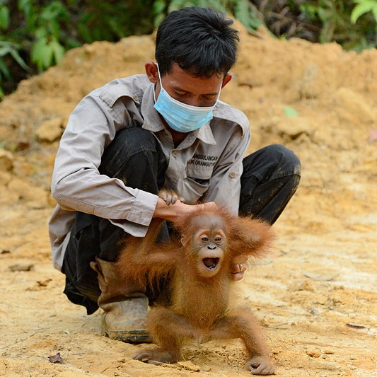 Orangutan baby screams at being separated from his mother on a newly destroyed forest in an RSPO member palm oil plantation. Craig Jones Wildlife Photography
