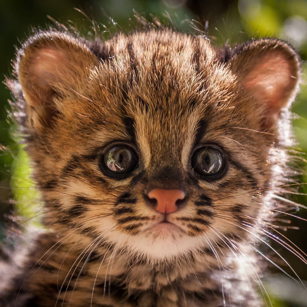 Stock photo of Oncilla / Tiger Cat (Leopardus tigrinus) Costa Rica