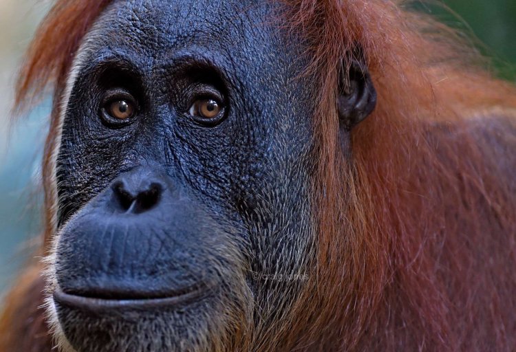 Sumatran orangutan close up. Craig Jones Wildlife Photography