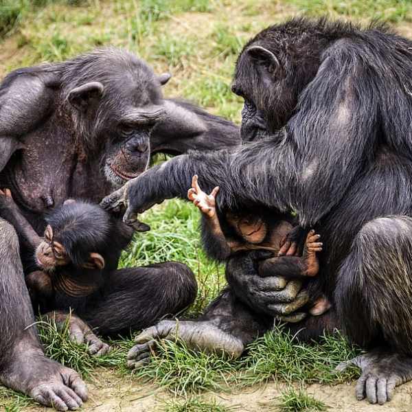 Chimpanzees once helped African rainforests recover from a major collapse