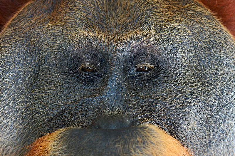Craig Jones Wildlife Photography - A Sumatran Orangutan on the verge of death is saved from an RSPO "sustainable" palm oil plantation