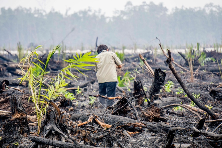 Human rights abuses on a palm oil plantation