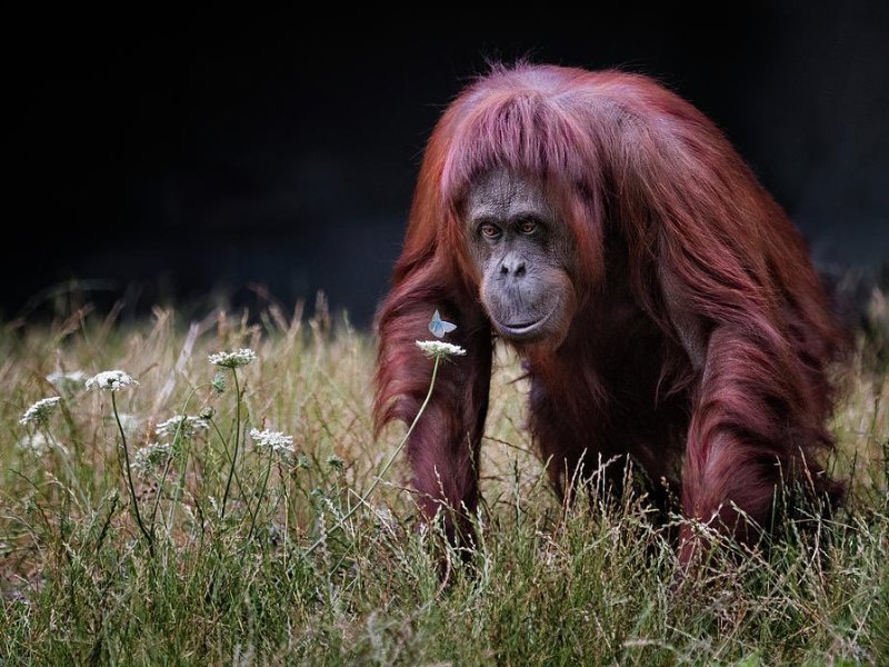 Bornean Orangutan Pongo pygmaeus