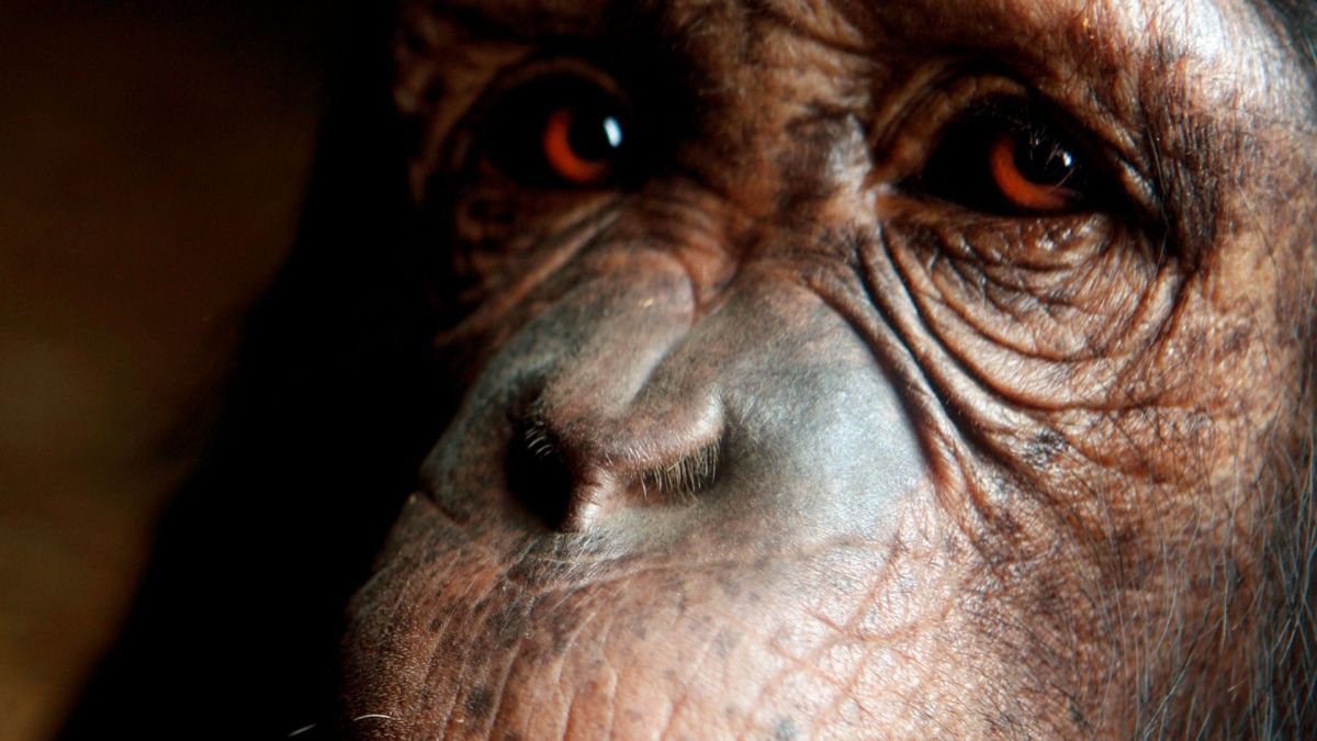 Do chimpanzees and orangutans really have midlife crises?