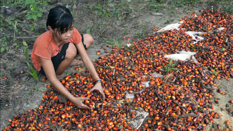 Child labour and human rights on palm oil plantations 