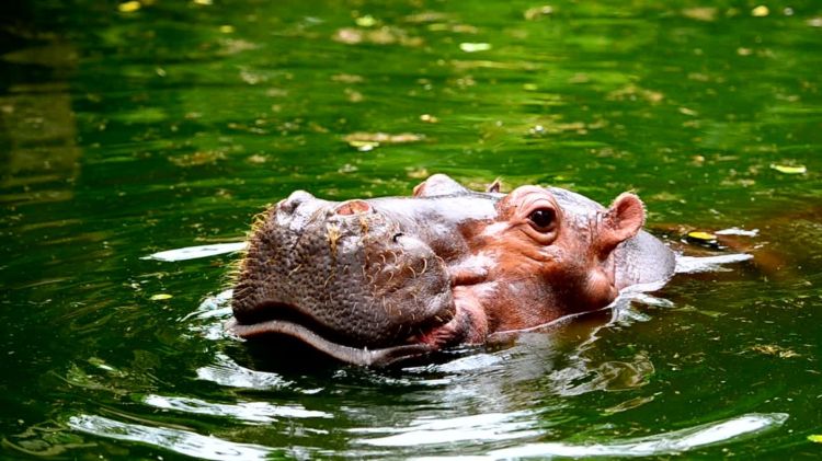 Hippopotamus Hippopotamus amphibius