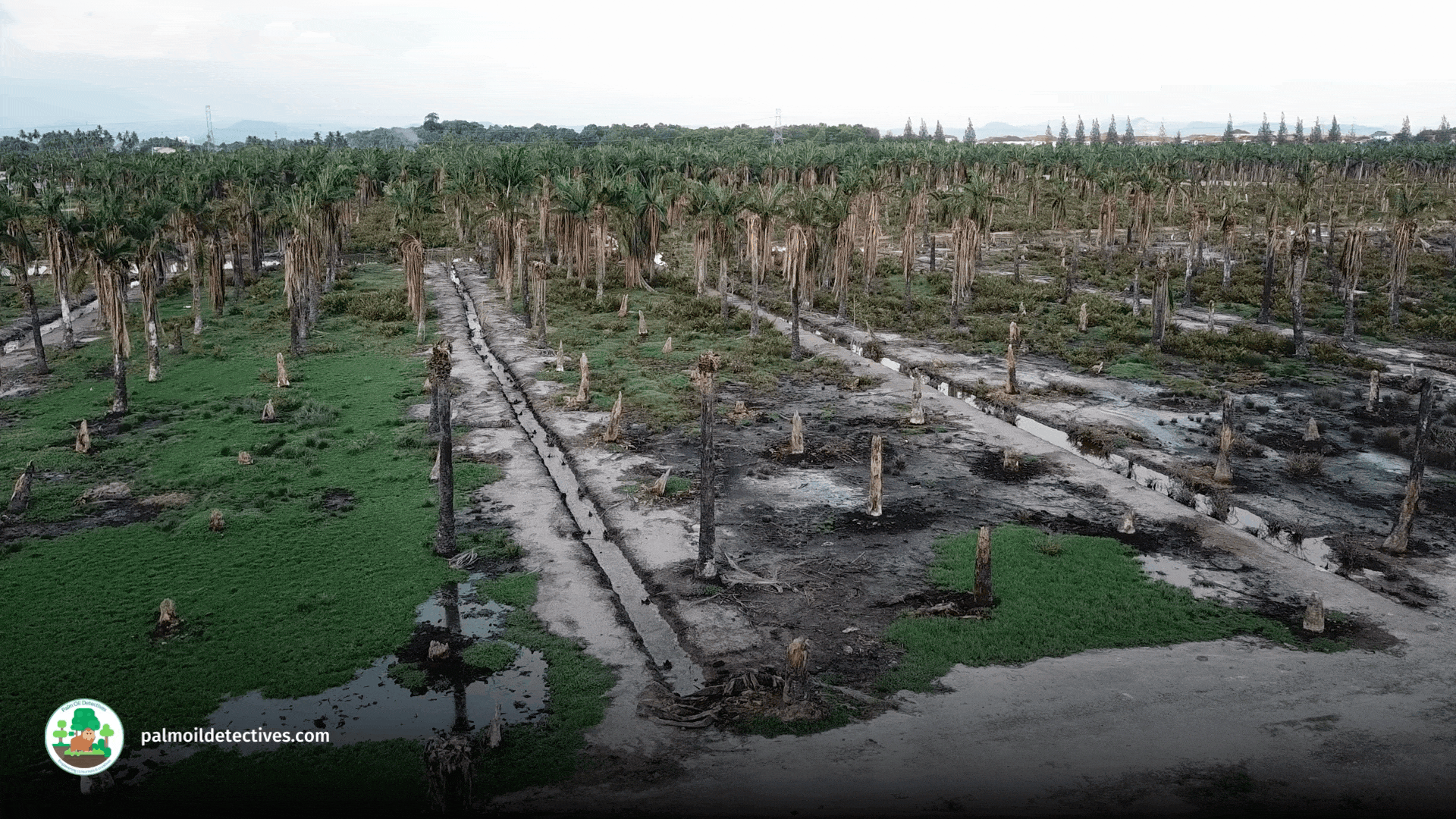 Deforestation for palm oil - Getty Images