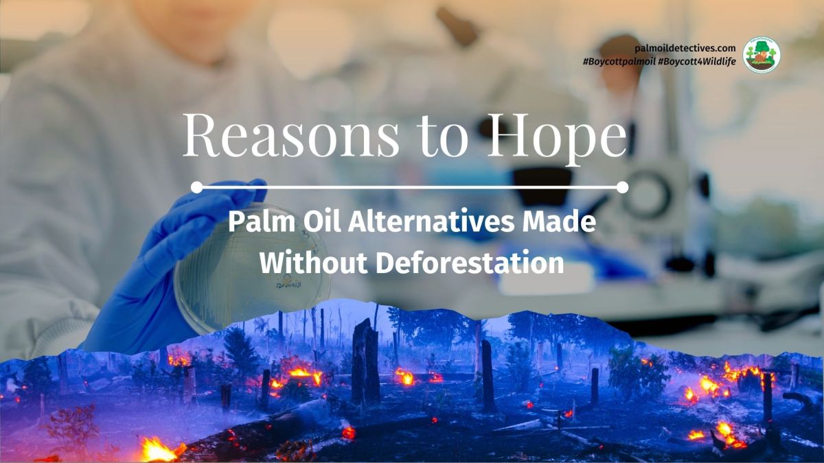 Reasons to Hope: Palm Oil Alternatives Made Without Deforestation