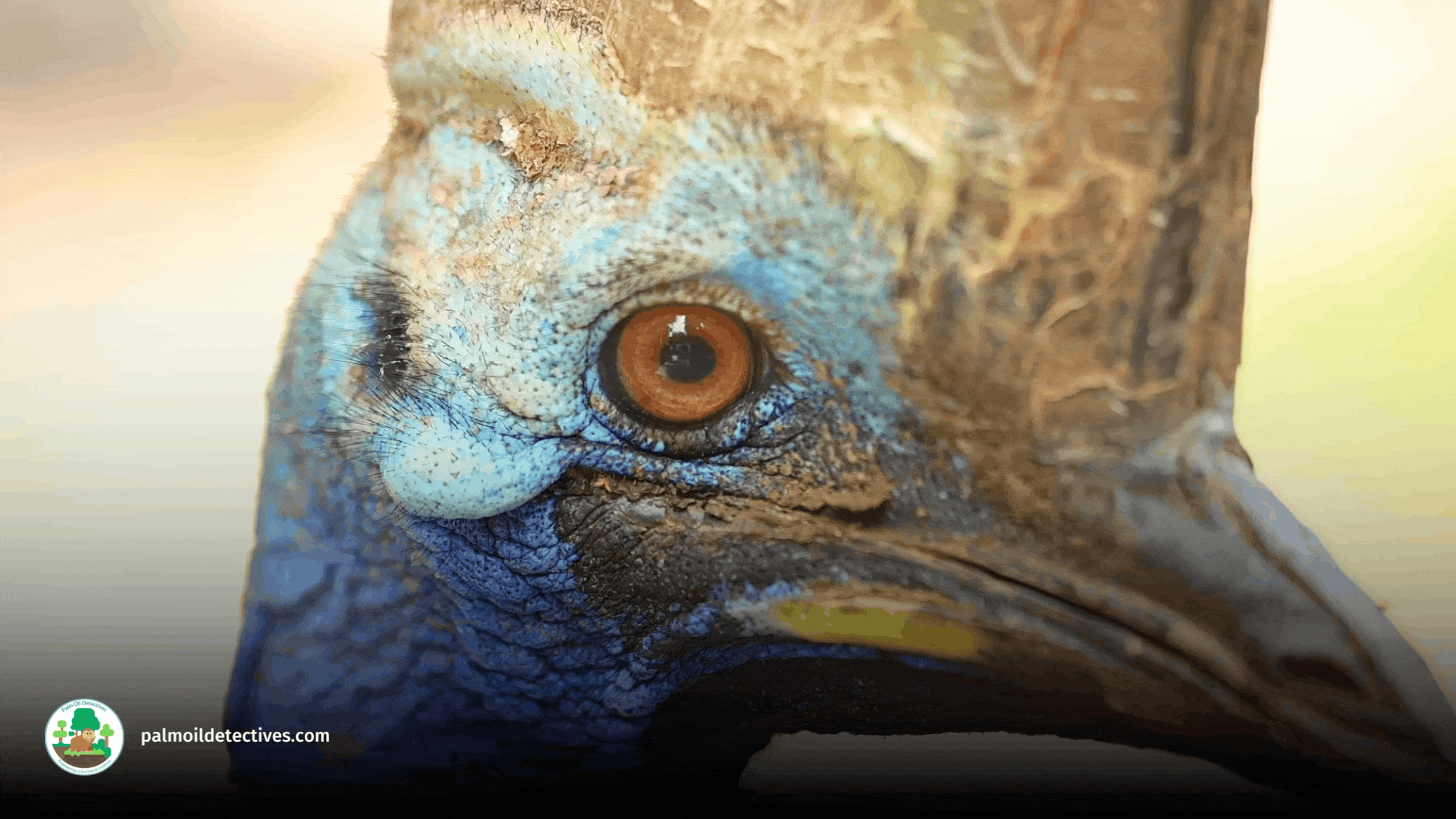 Southern Cassowary close up of face by Getty Images Video