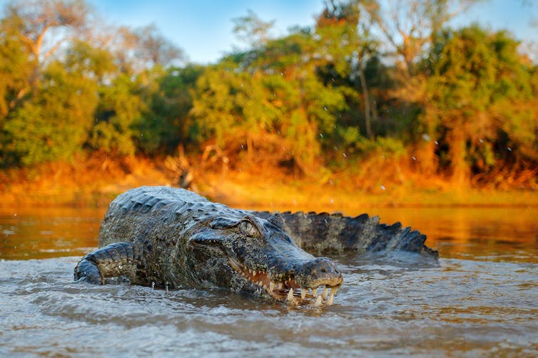 A yacare caiman (Caiman yacare) in the Pantanal wetlands of Bolivia. Ondrej Prosicky/Shutterstock