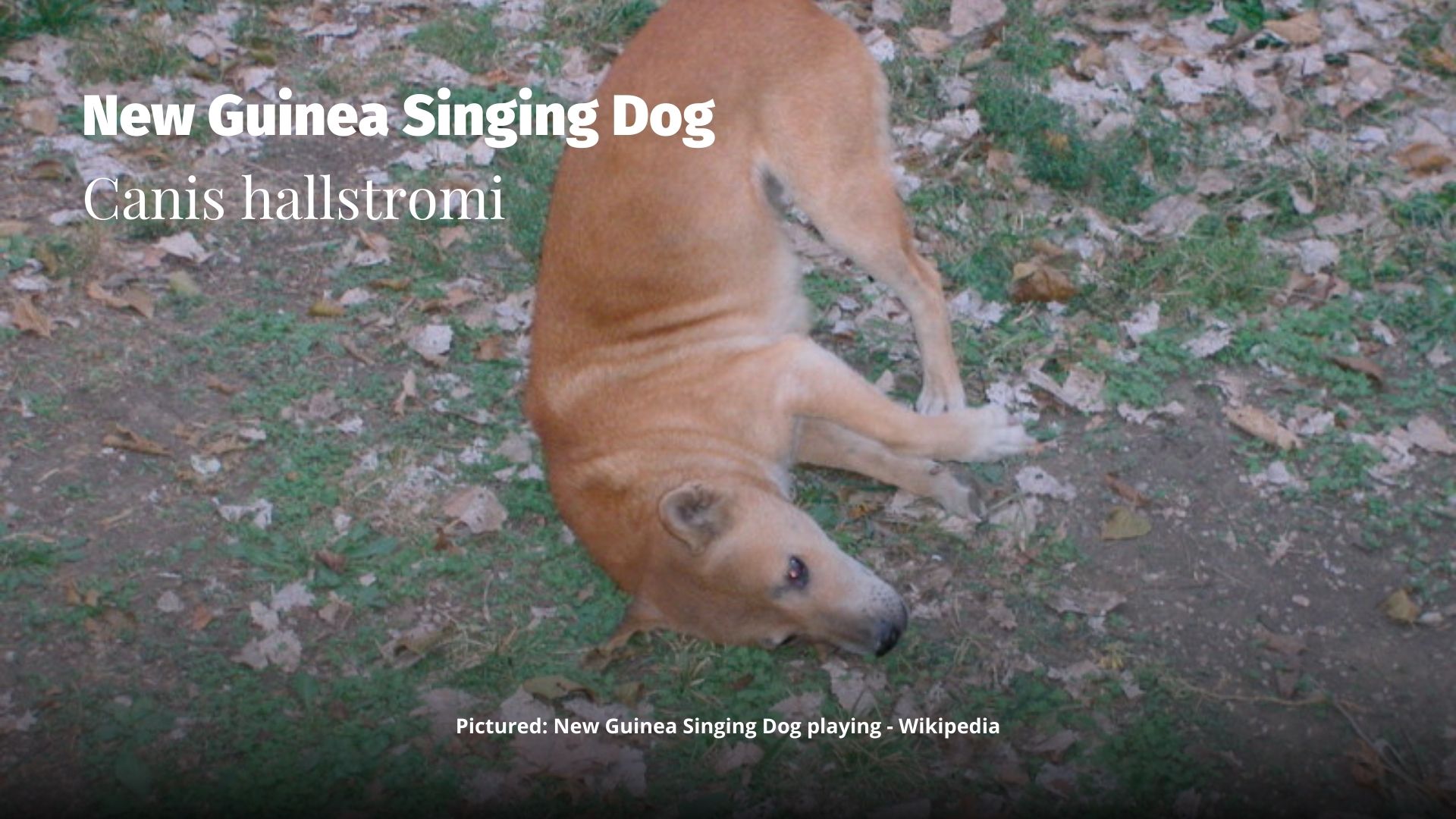 New Guinea Singing Dog Canis hallstromi