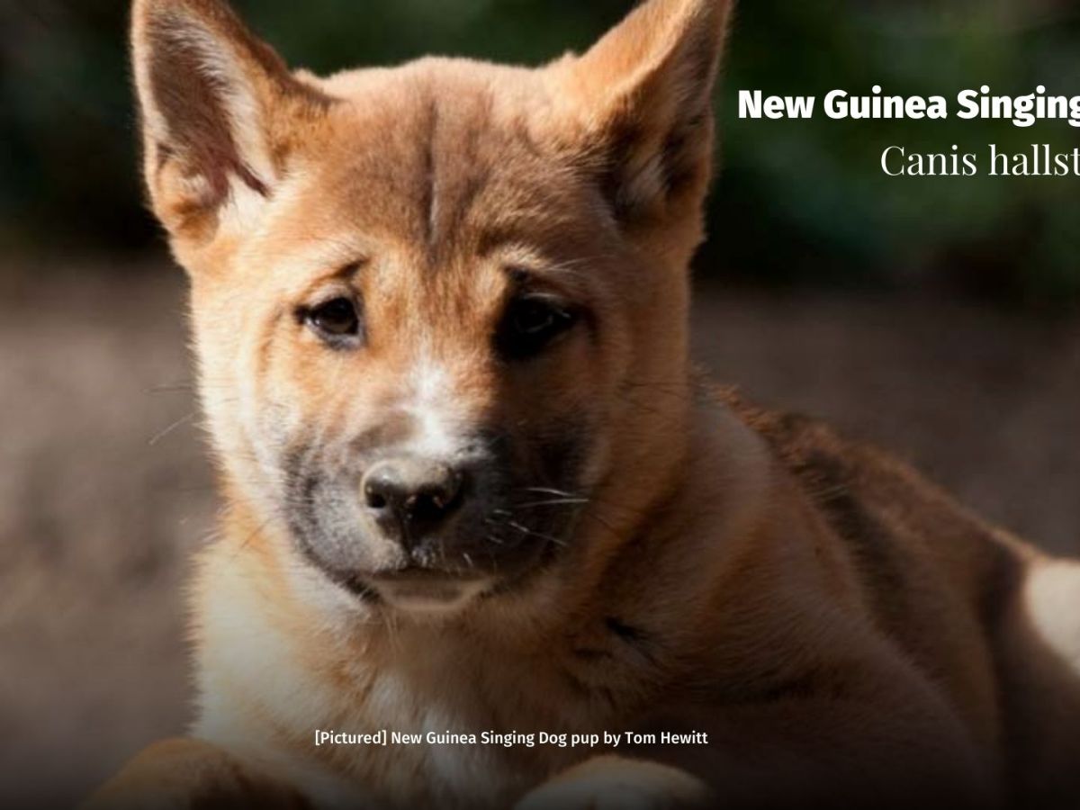 New Guinea Singing Dog Canis hallstromi