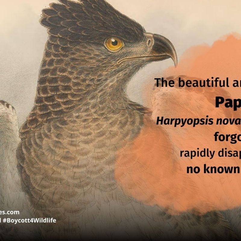 Papuan Eagle Harpyopsis novaeguineae
