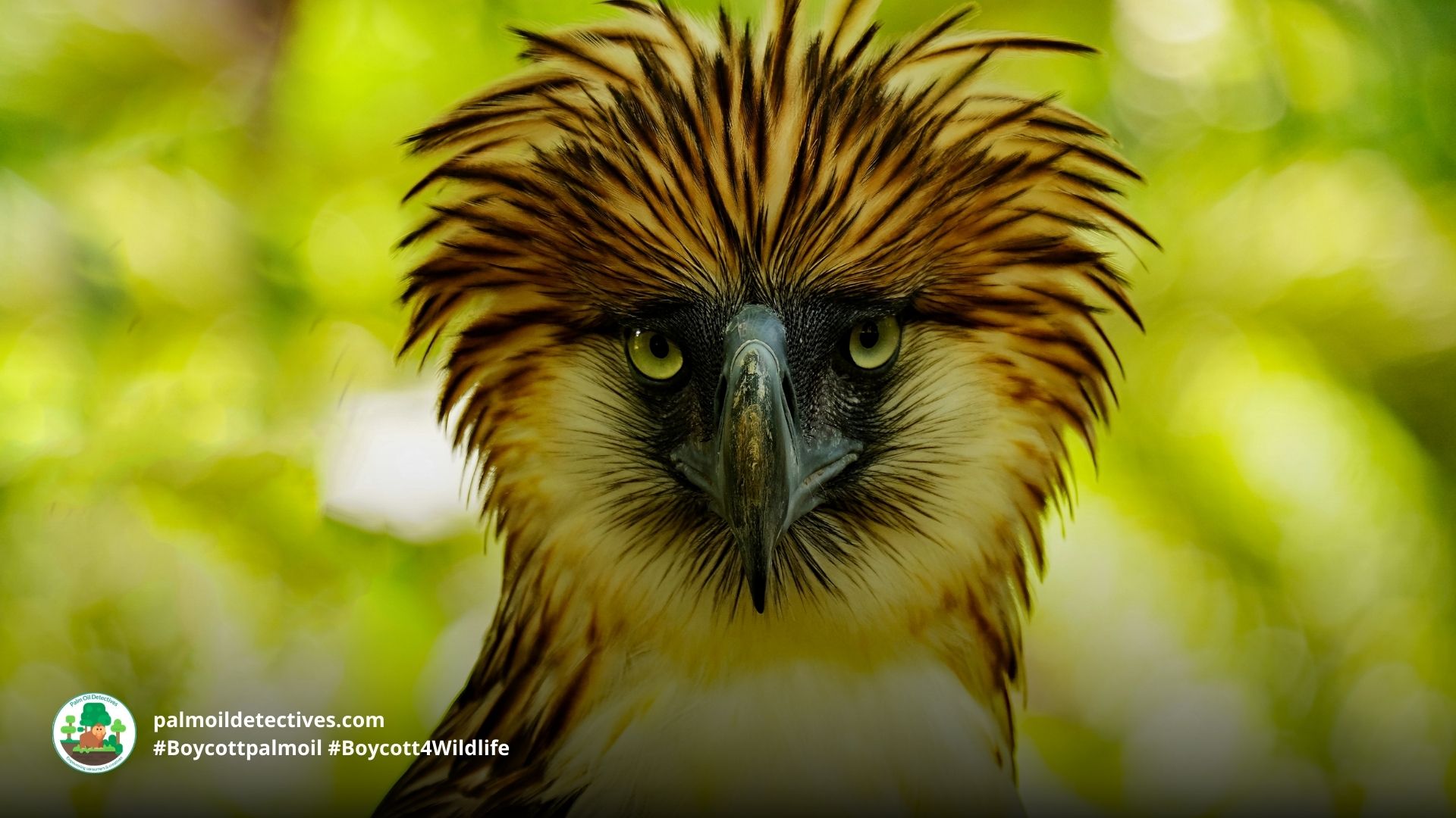Philippine Eagle Pithecophaga jefferyi 1