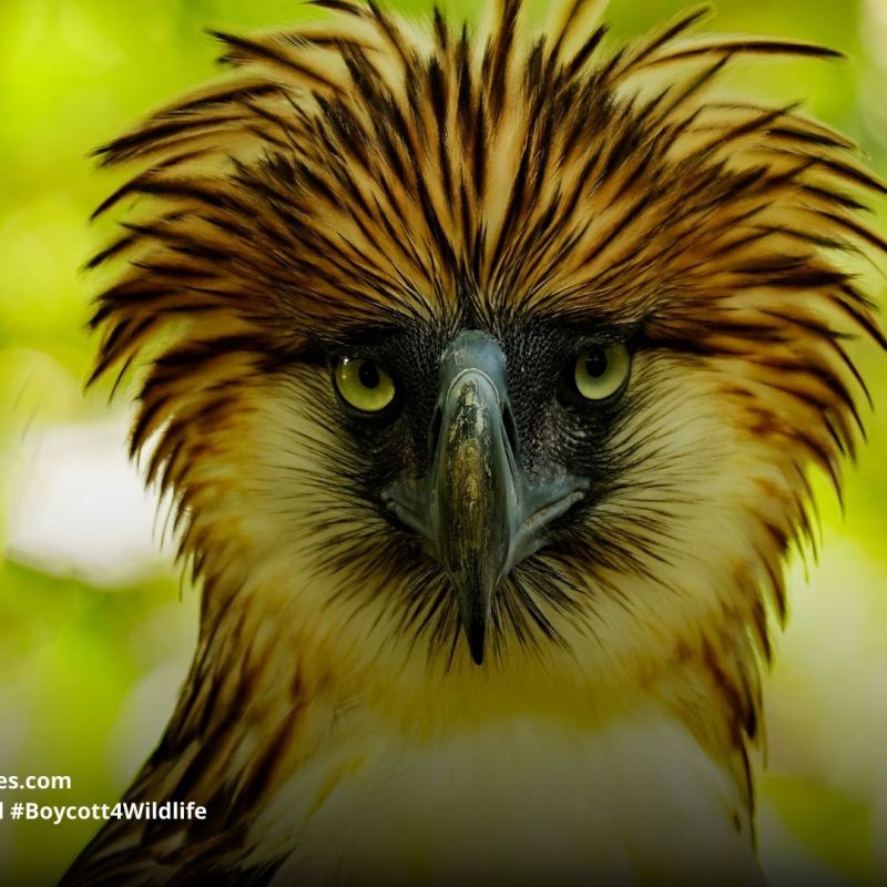 Philippine Eagle Pithecophaga jefferyi