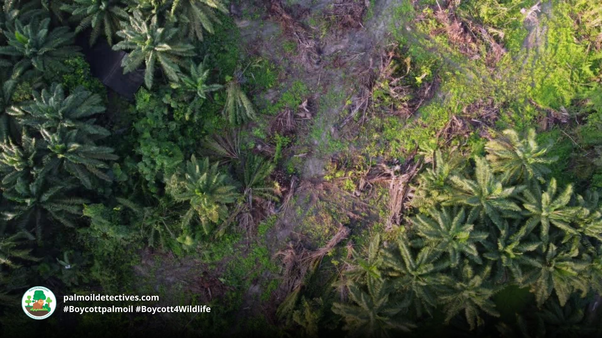 Philippine Eagle Pithecophaga jefferyi palm oil deforestation is a a threat 8