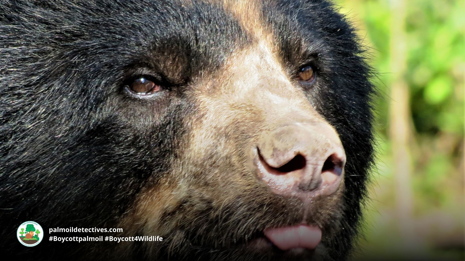 Spectacled bear sticking out his tongue by Natalia So for Getty Images