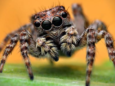News stories about spiders are unfairly negative – here’s how to tell the truth about spiders